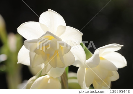 早春花園裡，重瓣水仙花盛開，花瓣潔白，花心淡黃色。 139295448