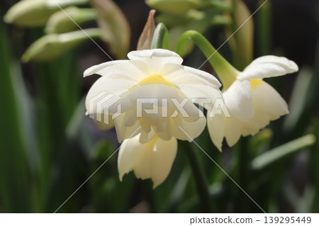 早春花園裡，重瓣水仙花盛開，花瓣潔白，花心淡黃色。 139295449