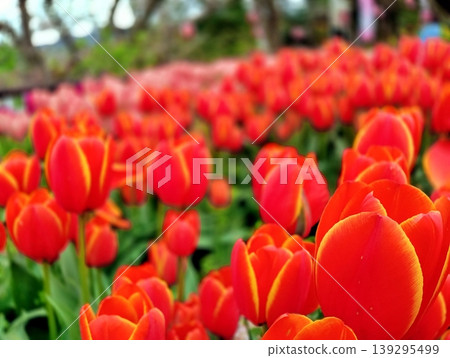 A background image of bright red tulips blooming in a spring park. A background image of bright red tulips blooming in a spring park. 139295499