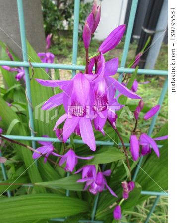 白及的花朵透過鐵絲網綻放。 白及的花朵透過鐵絲網綻放。 139295531
