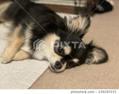 A lazy Pomeranian-Chihuahua mix puppy lounging around the room A lazy Pomeranian-Chihuahua mix puppy lounging around the room 139295535