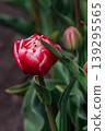 The beauty of tulips in bloom 139295565