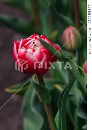 The beauty of tulips in bloom The beauty of tulips in bloom 139295565