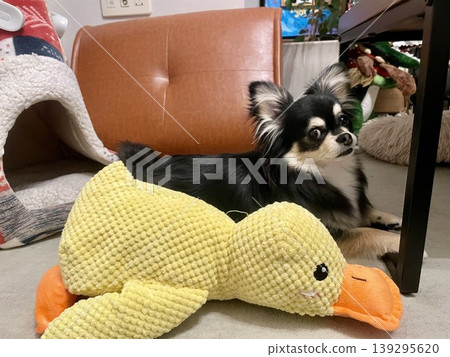 A Pomchi puppy compares its height to a duck plush toy. A Pomchi puppy compares its height to a duck plush toy. 139295620