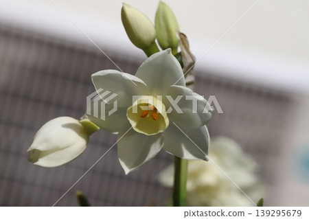 水仙花，花瓣潔白，花冠淡黃色，在早春時節在花園中盛開。 139295679