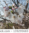 櫻花和花蕾預示著春天的到來。 139295683