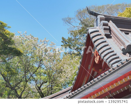 神奈川縣，鶴岡八幡宮，本宮，四月 139295741