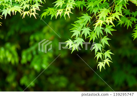 Image of fresh greenery: Maple leaves Image of fresh greenery: Maple leaves 139295747