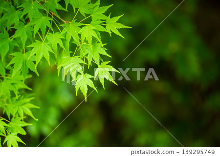 Image of fresh greenery: Maple leaves Image of fresh greenery: Maple leaves 139295749