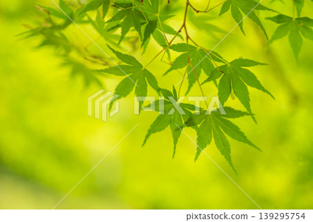 Image of fresh greenery: Maple leaves Image of fresh greenery: Maple leaves 139295754