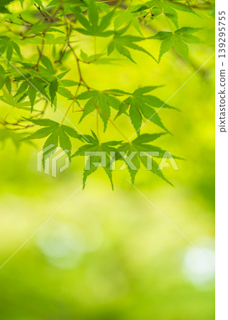 Image of fresh greenery: Maple leaves Image of fresh greenery: Maple leaves 139295755