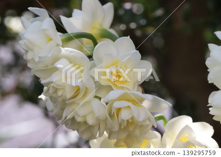 早春花園裡,重瓣水仙花盛開,白色花瓣上泛著淡淡的黃色。 早春花園裡,重瓣水仙花盛開,白色花瓣上泛著淡淡的黃色。 139295759