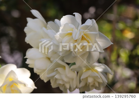 早春花園裡,重瓣水仙花盛開,白色花瓣上泛著淡淡的黃色。 早春花園裡,重瓣水仙花盛開,白色花瓣上泛著淡淡的黃色。 139295760