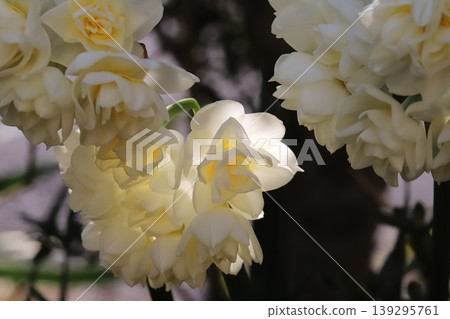 早春花園裡，重瓣水仙花盛開，白色花瓣上泛著淡淡的黃色。 139295761