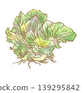 再生草莖培育的捲心菜插圖（水彩畫） 139295842