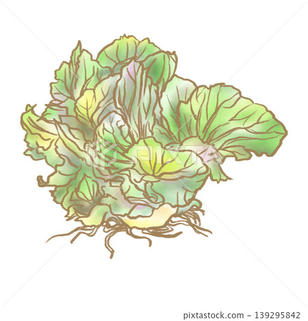 Illustration of cabbage grown from regrowth (watercolor) Illustration of cabbage grown from regrowth (watercolor) 139295842