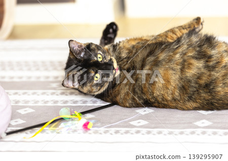Sabi cat Sabi cat 139295907