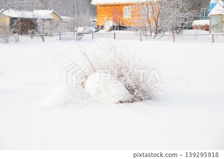 Snow covered bush in a winter landscape with an orange house in the background. Winter blizzard and heavy snowfall. field, farm in winter Snow covered bush in a winter landscape with an orange house in the background. Winter blizzard and heavy snowfall. field, farm in winter 139295918