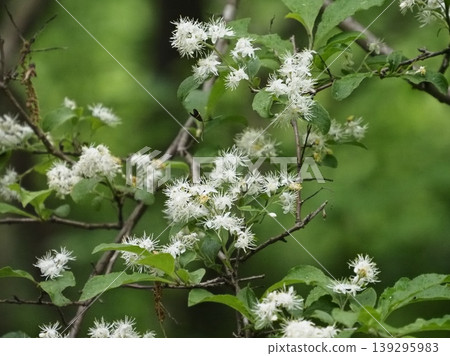 The flowers of the Japanese Symplocos bloom in the valley. The flowers of the Japanese Symplocos bloom in the valley. 139295983
