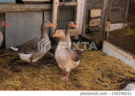 group of domestic gray greylag geese on organic livestock farming 139296012