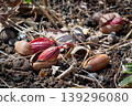 Germination of Japanese oak acorns 139296080