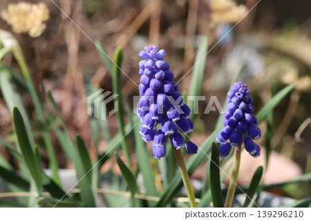 The appearance of muscari, with its purple, granular flowers, blooming in a spring garden. 139296210