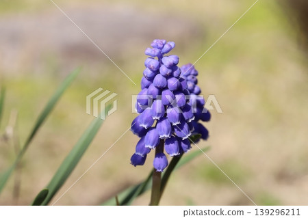 春天的花園裡，盛開著紫色的、顆粒狀的風信子。 139296211