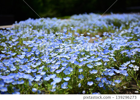 Nemophila Nemophila 139296273