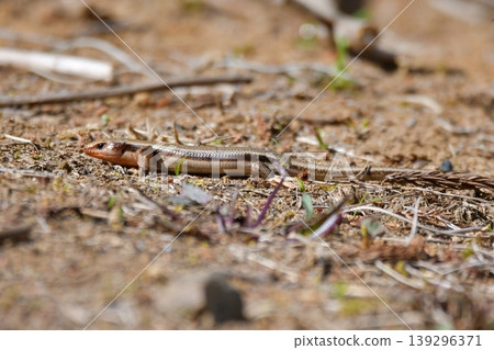 Cana snake Cana snake 139296371