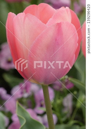 Cute, fluffy pink tulips Cute, fluffy pink tulips 139296420