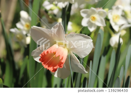 The daffodils, with their white petals and orange corona, bloom in the spring garden. The daffodils, with their white petals and orange corona, bloom in the spring garden. 139296430