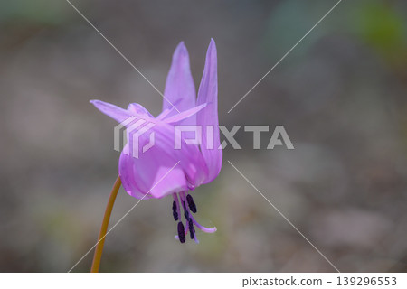 [Erythronium] Spring Fairy [Spring Ephemeral] 139296553
