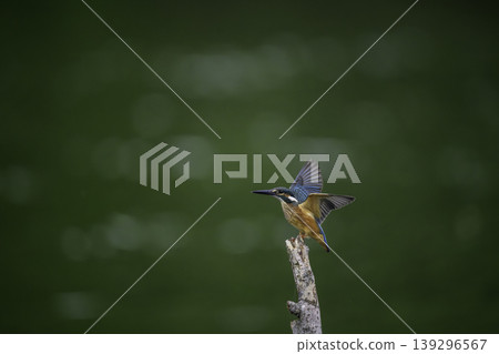 Kingfish on the waterside Kingfish on the waterside 139296567