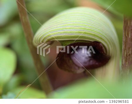 Musashiabumi (Arisaema ringens) began blooming in April. Musashiabumi (Arisaema ringens) began blooming in April. 139296581