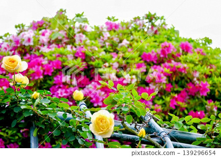 Yellow climbing roses and red azaleas Yellow climbing roses and red azaleas 139296654