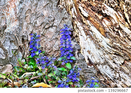 Purple Ajuga Flowers (Spring, April) Purple Ajuga Flowers (Spring, April) 139296667