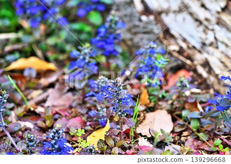 Purple Ajuga Flowers (Spring, April) Purple Ajuga Flowers (Spring, April) 139296668