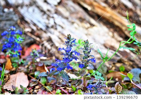 Purple Ajuga Flowers (Spring, April) Purple Ajuga Flowers (Spring, April) 139296670