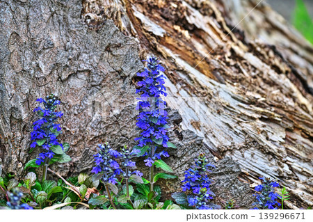 Purple Ajuga Flowers (Spring, April) 139296671