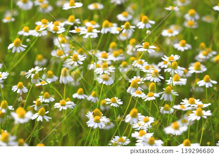 Pretty chamomile flower (German chamomile) 139296680
