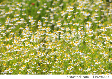 漂亮的洋甘菊花（德國洋甘菊） 139296683