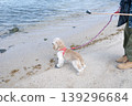 A dog and its owner strolling along the beach: Everyday life and peaceful moments with pets. 139296684