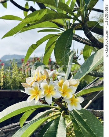 雞蛋花盛開在南國 雞蛋花盛開在南國 139296688