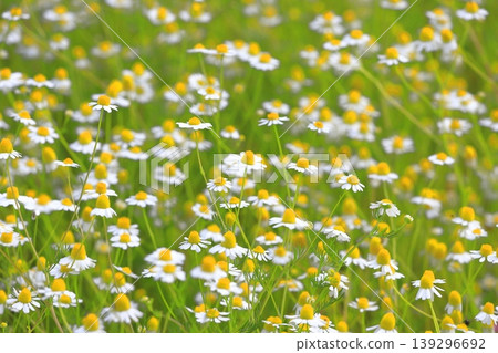 漂亮的洋甘菊花(德國洋甘菊) 漂亮的洋甘菊花(德國洋甘菊) 139296692