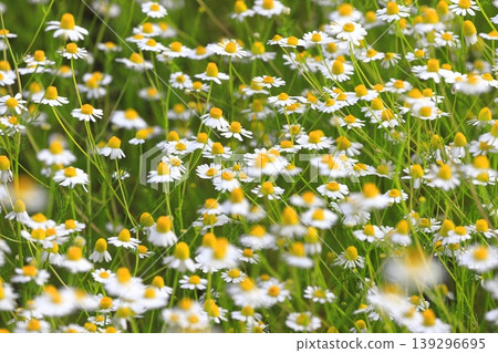漂亮的洋甘菊花(德國洋甘菊) 漂亮的洋甘菊花(德國洋甘菊) 139296695