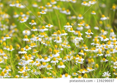 漂亮的洋甘菊花(德國洋甘菊) 漂亮的洋甘菊花(德國洋甘菊) 139296697