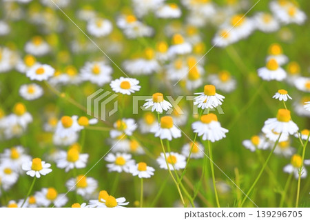 Pretty chamomile flower (German chamomile) 139296705