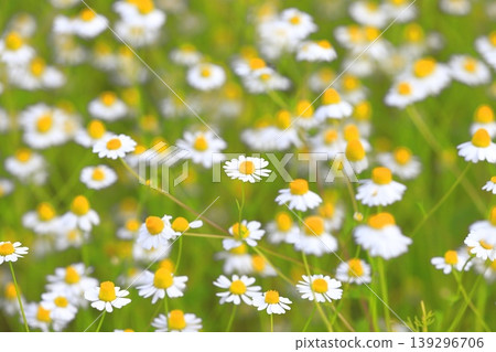 Pretty chamomile flower (German chamomile) 139296706