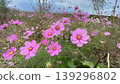 Cosmos 139296802