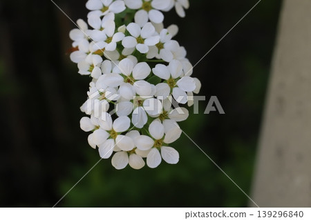 The spirea, with its small white petals, blooms in dense clusters in the spring garden. 139296840
